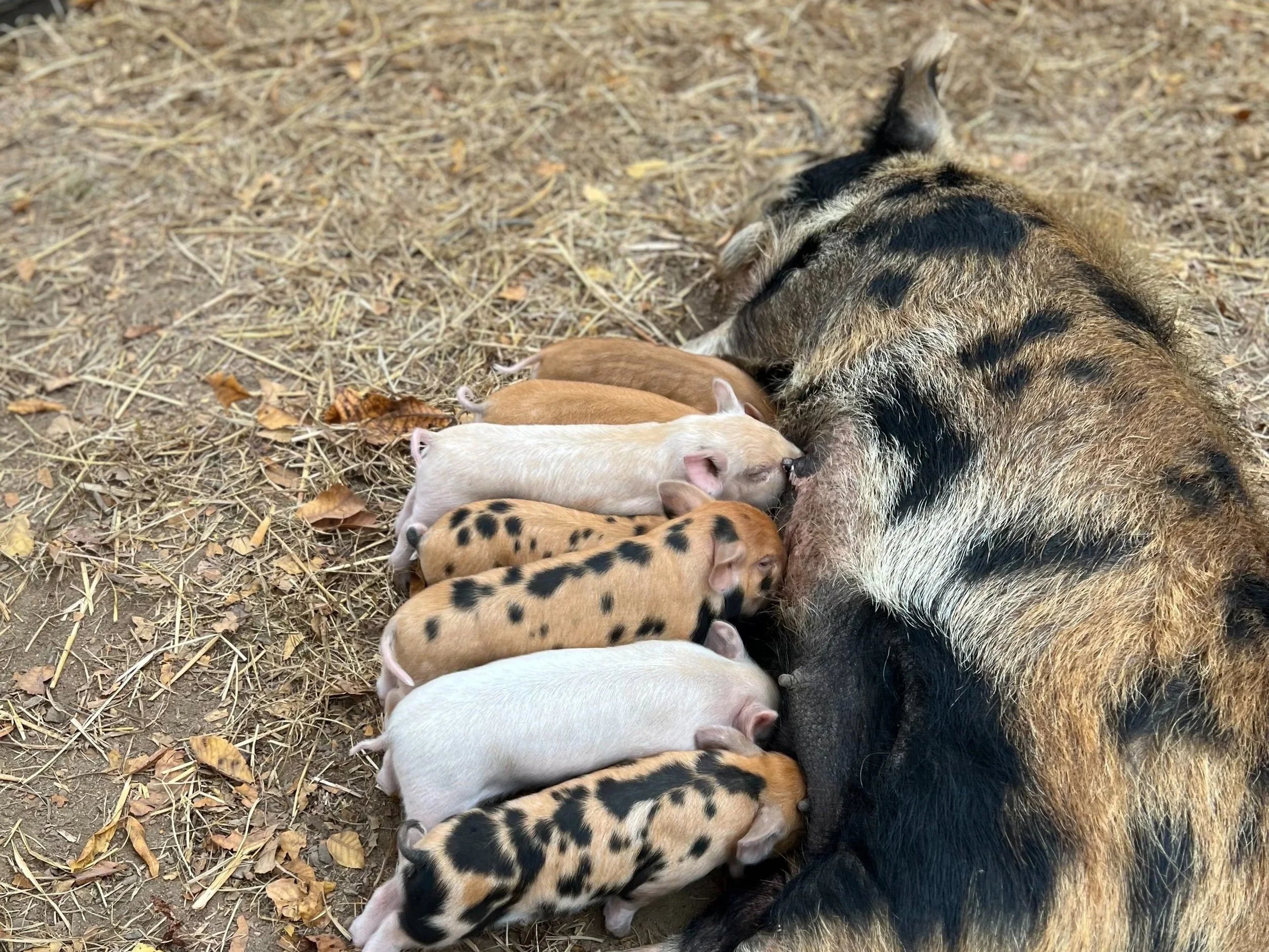Livestock